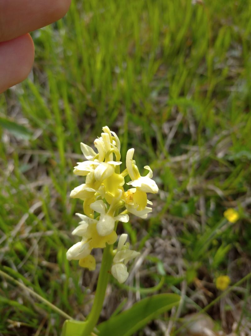 Orchis pallens?